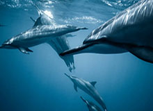 军旅肉质1V2，军旅肉质1v2的营养价值(蒜泥家的蒜)